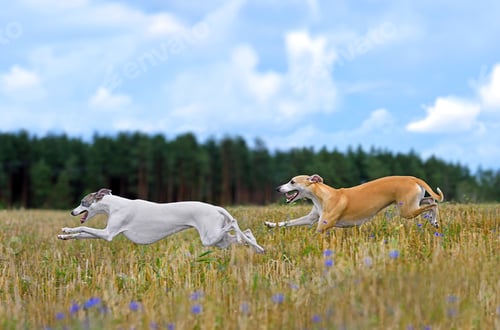 Preview: Hunting with English Whippets
