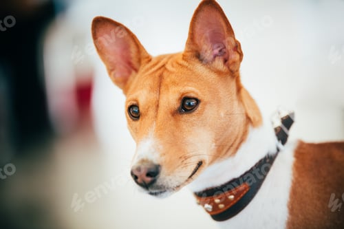 Preview: Close Up Basenji Kongo Terrier Dog