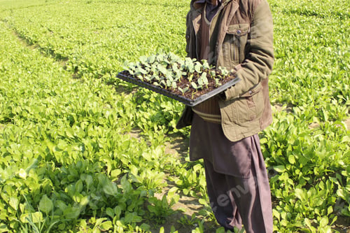Preview: Closeup of a farmer holding sorrel seedlings on trays
