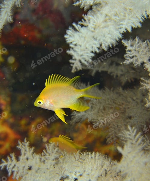 Preview: Fish underwater photo, shallow underwater seascape