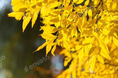 Preview: Autumn leaves