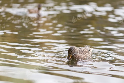 Preview: Duck in the autumn lake