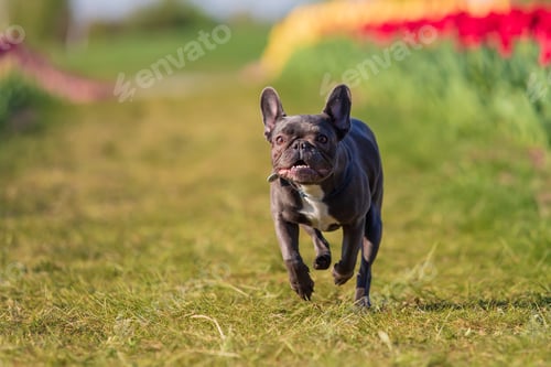 Preview: Adorable French bulldog in a colorful field of tulips with vibrant hues Dressed dog Dog clothes
