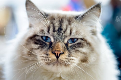 Preview: Ragamuffin cat