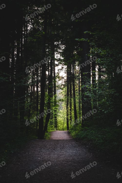 Preview: Pathway in a forest surrounded by bushes and trees under the sunlight