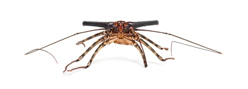 Preview: Damon diadema molt, amblypygid species, isolated on white