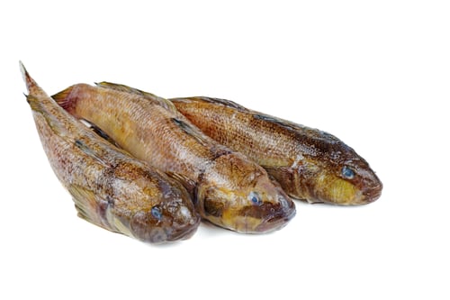 Preview: Three fresh round goby fishes isolated on white background