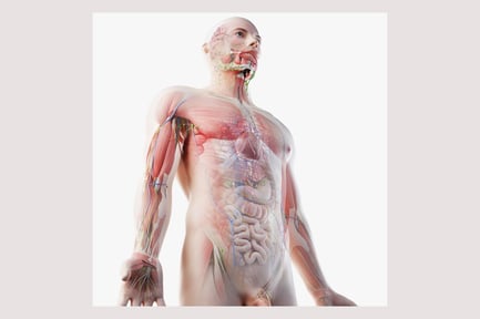 Preview: Full Male Anatomy: Transparent Muscular System