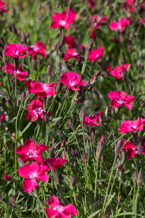 Preview: Dianthus, pink red dwarf carnation flowers and plants texture background in spring, sunlight