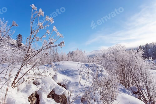 Preview: Winter snowy snag near a river , Russia, Siberia Altai