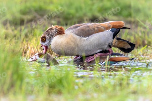 Preview: Egyptian goose bird couple mating