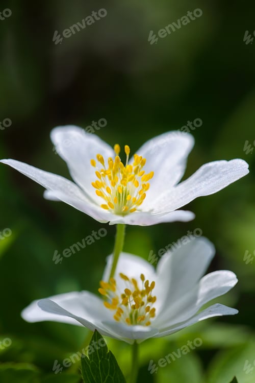 Preview: Fabulous white anemone flowers background.