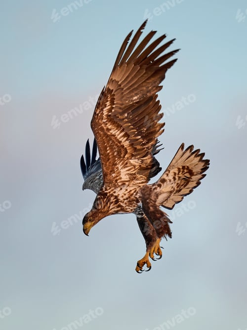 Preview: White-tailed eagle (haliaeetus albicilla)