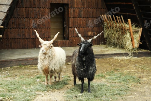 Preview: Sheeps with spiral horns or Racka sheeps