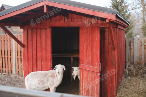 Preview: Lovely couple of two goats standing in wooden shelter. funny cozy sweet lovely tender goats, one