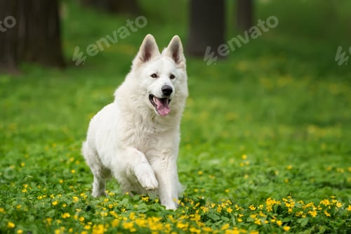 Preview: Berger Blanc Suisse White german shepherd