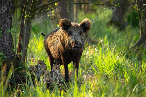 Preview: Cute wild boar family with adult mother and tiny piglets approaching in spring