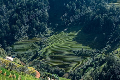Preview: Green Rice fields on Terraced in Muchangchai, Vietnam Rice fields prepare the harvest at Northwest