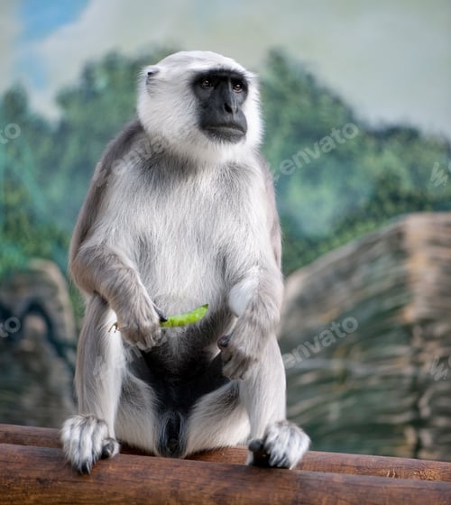 Preview: langure hannunan - Semnopithecus entellus (10 years old)