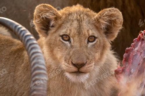 Preview: A lion cub, Pathera leo, feeding on a kill, direct gaze.