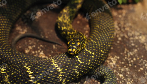 Preview: Black snake with yellow blots and rings.