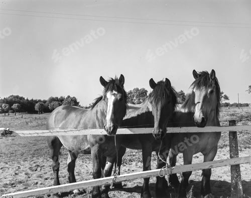 Preview: Beautiful horses in sunny coral