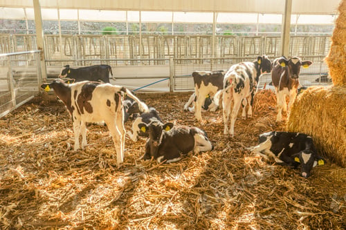 Preview: cow farm