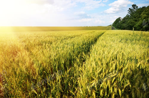 Preview: Wheat field summer sunny day under cloudy blue sky