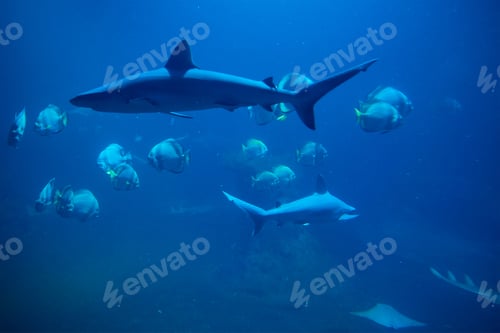 Preview: Shart and other sea fishes in aquarium, sea life