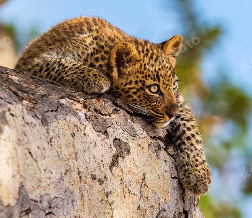 Preview: A Best wildlife vacations in Pictures