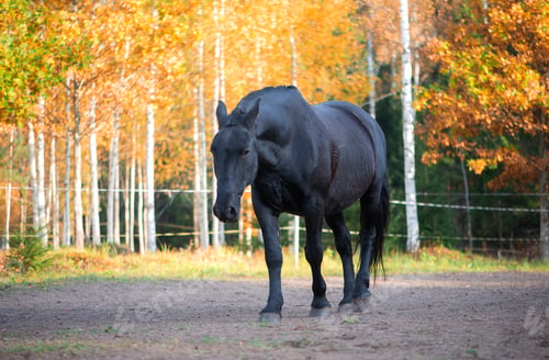 Preview: Calm Black Horse Walking Alone In Autumn Setting