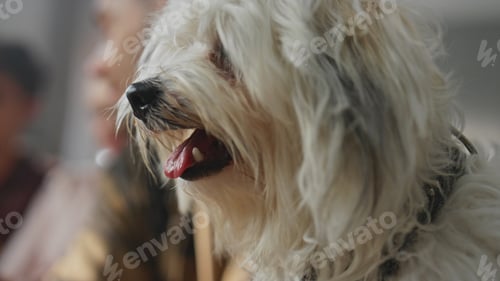 Visualização: Cute pets resting people at sunny morning apartment close up. Lovely dogs relax