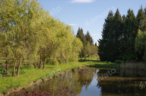 Preview: Peaceful spring landscape with willow trees and calm pond in sunlight