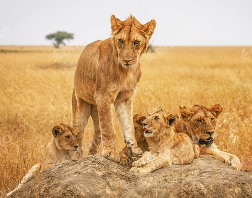 Preview: A Beautiful and Breathtaking wildlife in the World