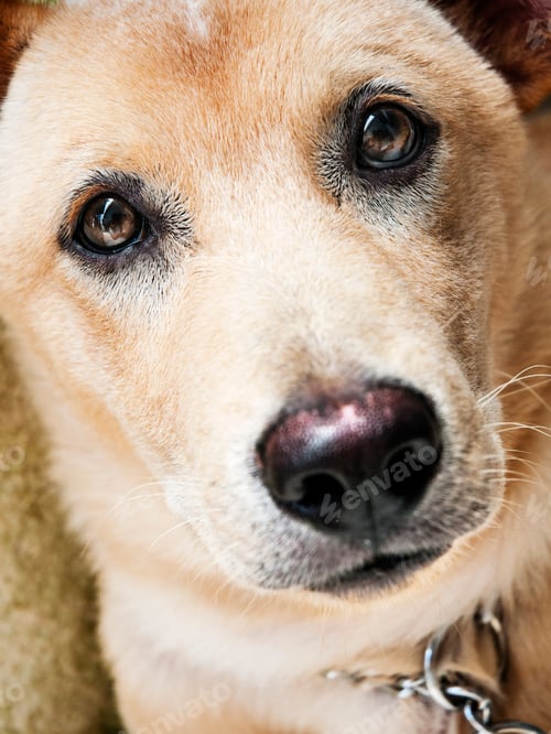 Preview: Close-up portrait of a brown dog with sad expression