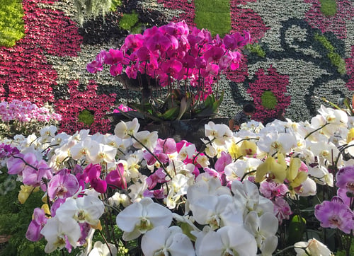 Preview: Flowers blooming in the greenhouse