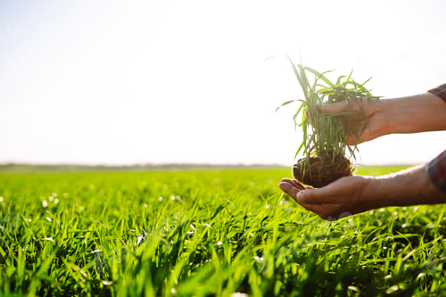 Preview: Young Green wheat seedlings in the hands of a farmer. Checking wheat field progress.