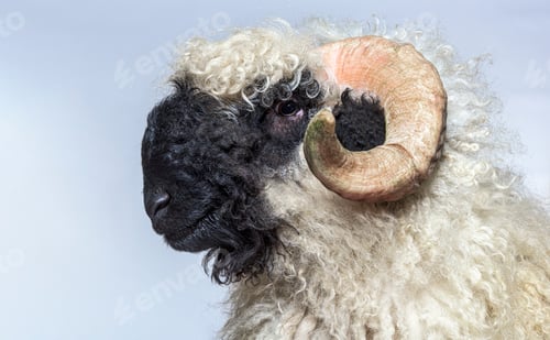 Preview: Portrait side view of adulte Valais Black nose