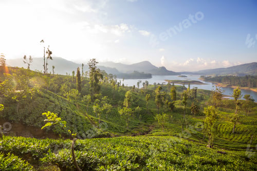 Preview: Tea plantation