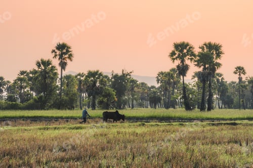 Preview: Farmer with cow plowing on rice field groove in sugar palm plantation