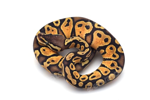 Preview: Snake Ball python isolated on white background
