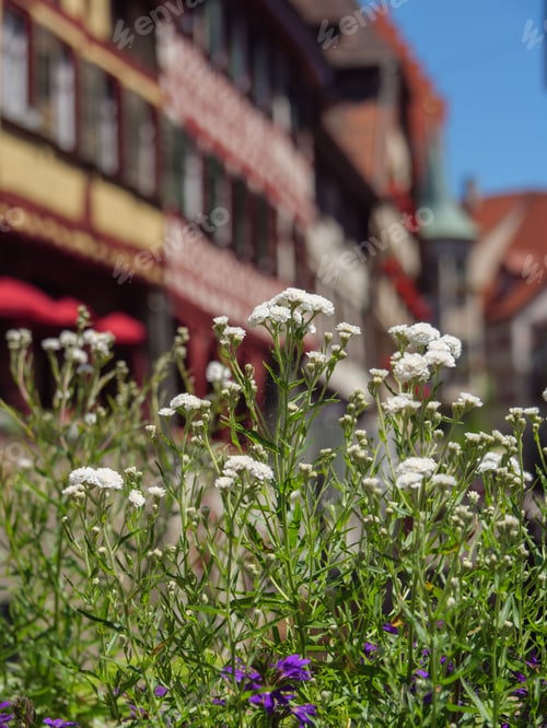 Preview: Closeup shot of beautiful white flowers illuminated by warm sunlight. Meersburg, Germany.