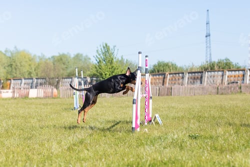 Preview: Athletic Dog Jumps High Over Agility Course