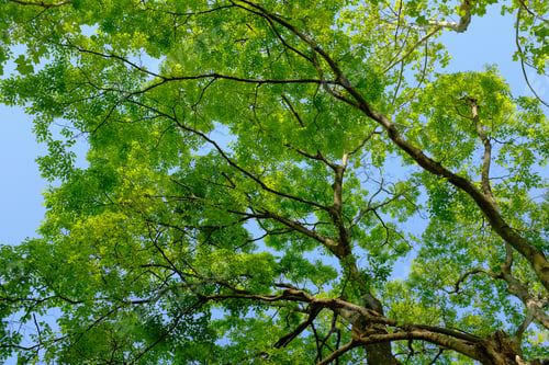 Preview: Low angle shot of a green-leafed tree with a clear sky in the background at daytime