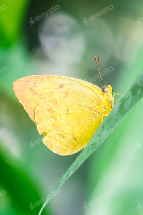Preview: Orange-barred Sulphur