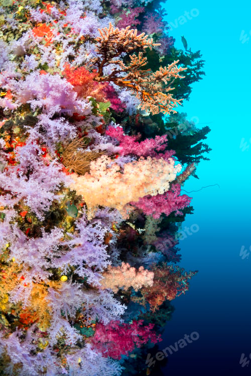 Preview: Colorful reef wall