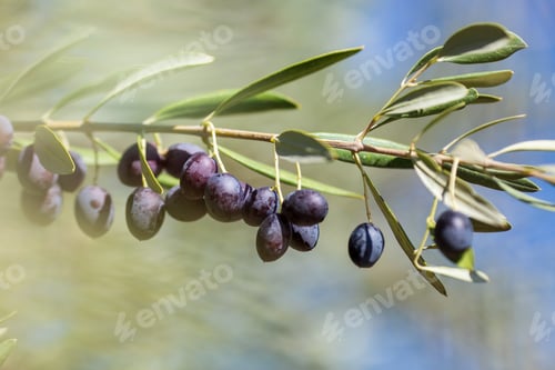 Preview: Closeup view photography of organic olive trees with ripening olives at sunny blue sky background