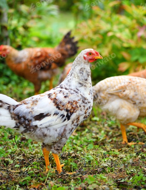 Preview: Hens in field organic farm. Free range chickens on a lawn