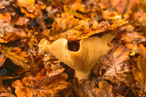 Preview: Orange Chanterelle like mushroom in the autumn leaves