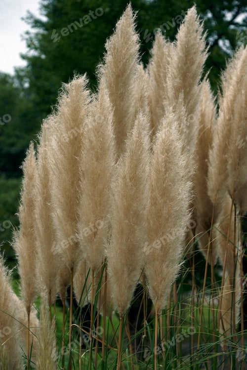Preview: Pampas Grass (Cortaderia Selloana). Another Botanical Name Is Cortaderia Argentea